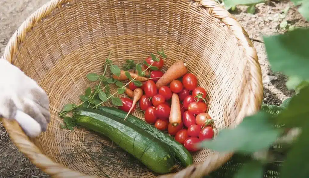 籠に入った野菜(キュウリ、プチトマトなど)